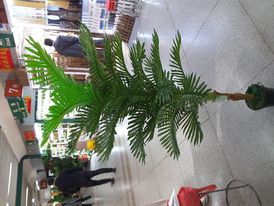 100 PLANTA ARTIFICIAL 31 HOJA DE 1.50CM 897