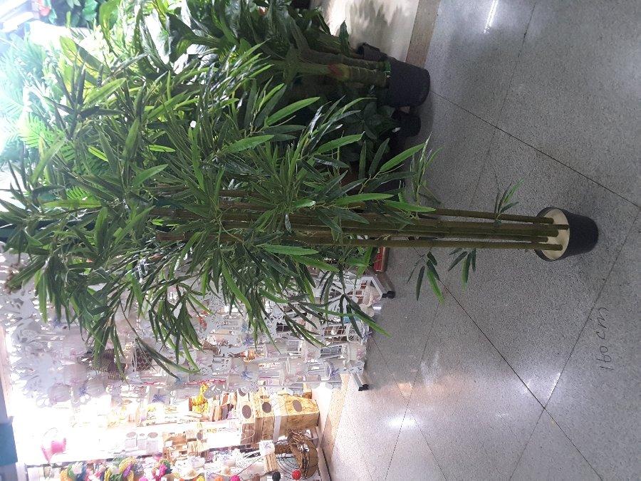 SC1027PLANTA DE BAMBU X5PCS 160CM
